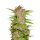 Fast Buds Fastberry Auto