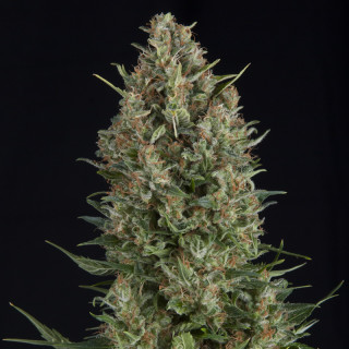 Pyramid Seeds Wembley female 3er