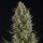 Pyramid Seeds Wembley female 3er