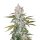 Fast Buds Girl Scout Cookies Auto