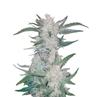 Fast Buds Mexican Airlines Auto