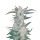 Fast Buds Mexican Airlines Auto