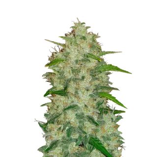 Fast Buds Original Chemdawg Auto