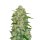 Fast Buds Original Chemdawg Auto