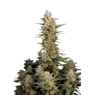 Fast Buds Original Critical Auto