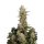 Fast Buds Original Critical Auto
