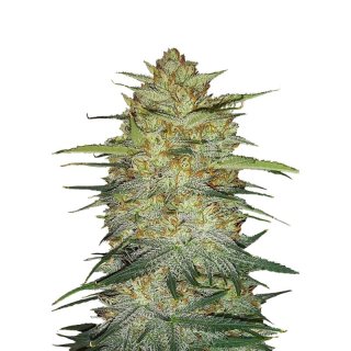 Fast Buds Original OG Kush Auto