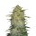 Fast Buds Original OG Kush Auto
