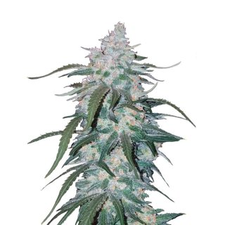 Fast Buds Pineapple Express Auto