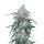 Fast Buds Pineapple Express Auto