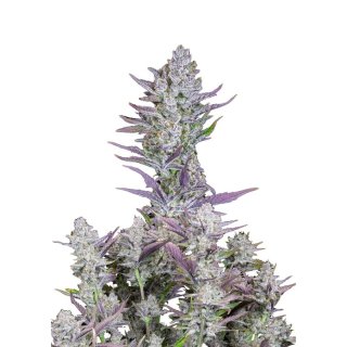 Fast Buds Wedding Glue Auto