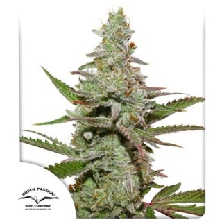 Dutch Passion Amsterdam Amnesia