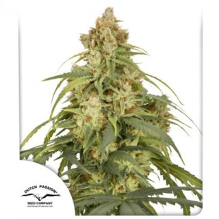 Dutch Passion Auto CBD-Victory