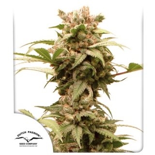 Dutch Passion Auto CBG-Force