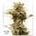 Dutch Passion Auto CBG-Force