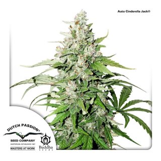 Dutch Passion Auto Cinderella Jack