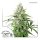 Dutch Passion Auto Cinderella Jack