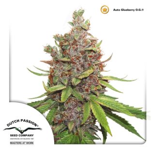 Dutch Passion Auto Glueberry O.G.