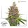 Dutch Passion Auto Glueberry O.G.