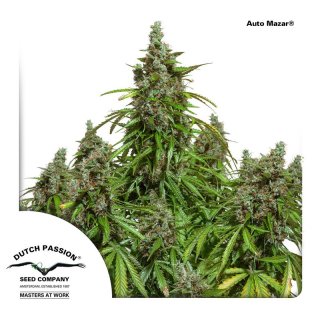 Dutch Passion Auto Mazar