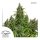 Dutch Passion Auto Mazar