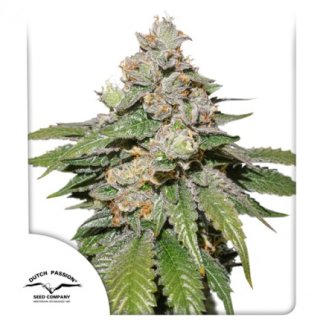 Dutch Passion Auto Mokums Tulip