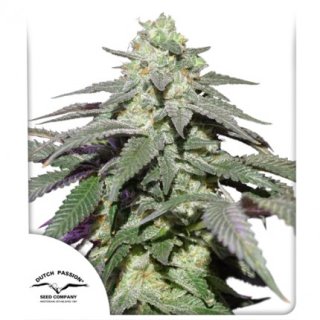 Dutch Passion Auto Skywalker Haze