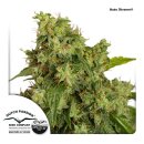 Dutch Passion Auto Xtreme