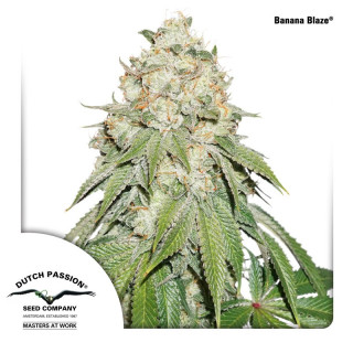 Dutch Passion Banana Blaze