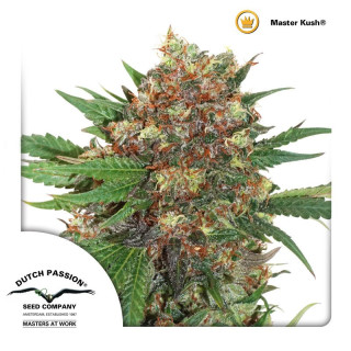 Dutch Passion Masterkush