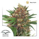 Dutch Passion Masterkush