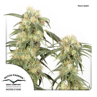 Dutch Passion Pamir Gold