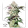 Dutch Passion Skywalker Haze