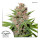 Dutch Passion Passion Fruit female 5er