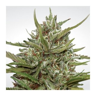 Paradise Seeds Auto White Berry