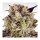 Paradise Seeds Durga Mata II CBD