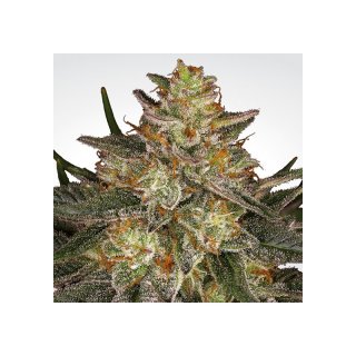 Paradise Seeds Dutch Kush