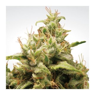 Paradise Seeds Opium