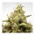 Paradise Seeds Opium