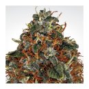 Paradise Seeds Space Cookies