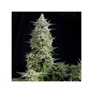 Pyramid Seeds Amnesia Gold