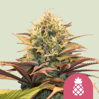 Royal Queen Seeds Pineapple Kush female 5er