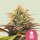 Royal Queen Seeds Pineapple Kush female 5er