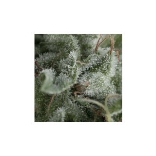 Pyramid Seeds Auto Nefertiti