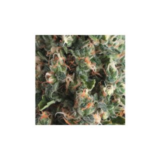 Pyramid Seeds Auto Super OG Kush