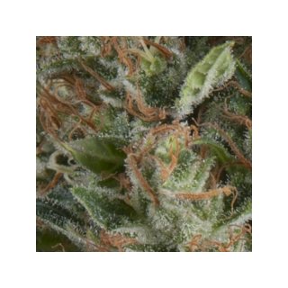 Pyramid Seeds Auto Wembley