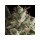 Pyramid Seeds Fresh Candy