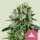 Royal Queen Seeds Critical Kush