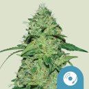 Royal Queen Seeds Joanne&acute;s CBD