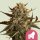 Royal Queen Seeds Mother Gorilla